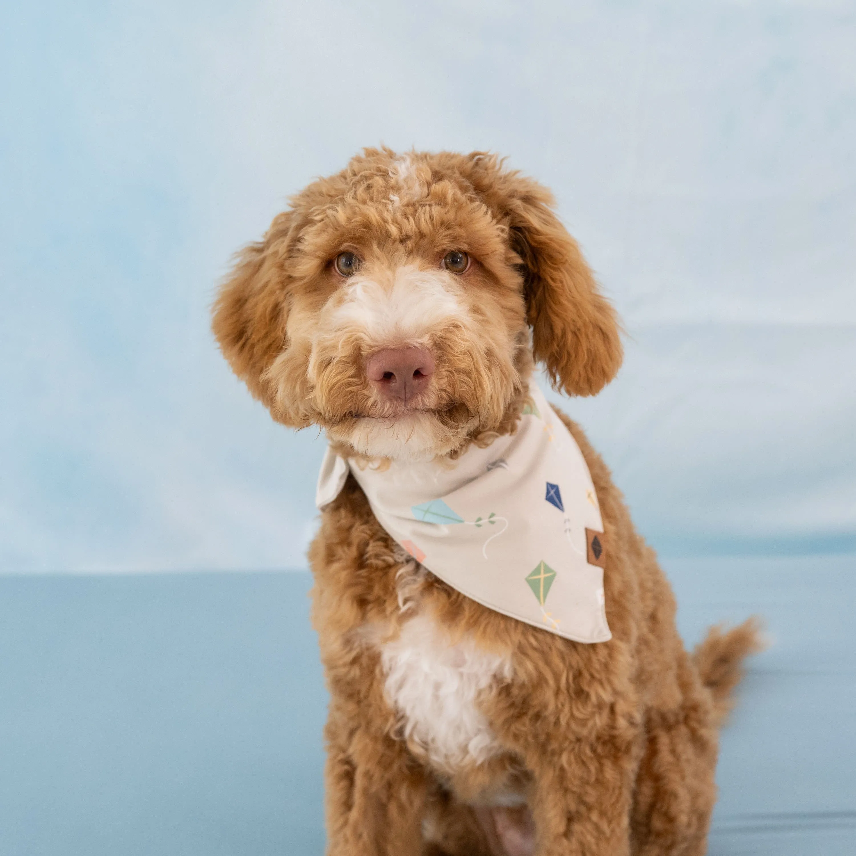 Dog Bandana in Kite